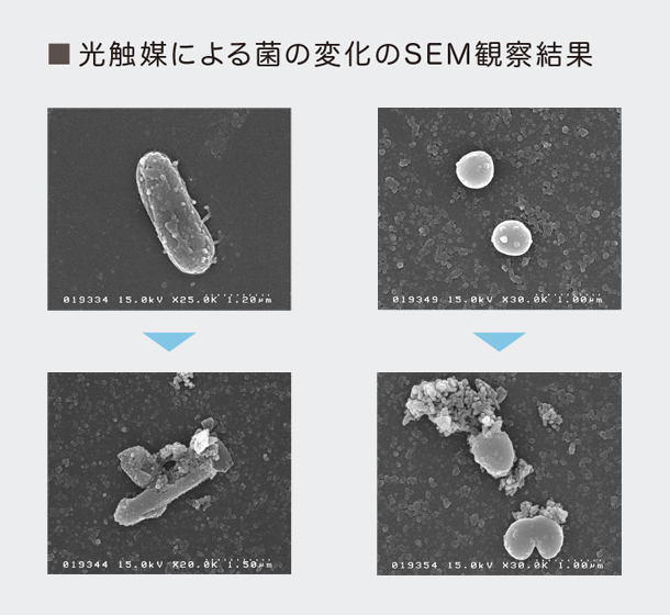光触媒による菌分解のSEM観察結果